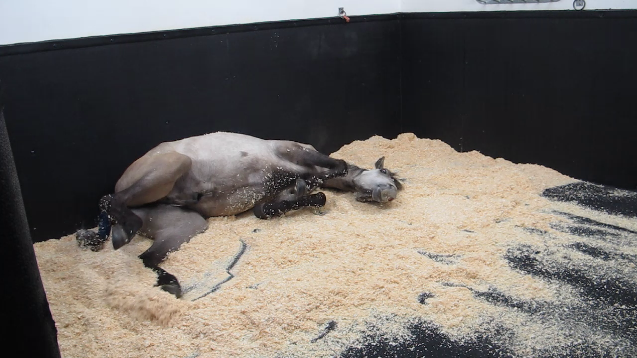 a horse with colic rolling around in their box