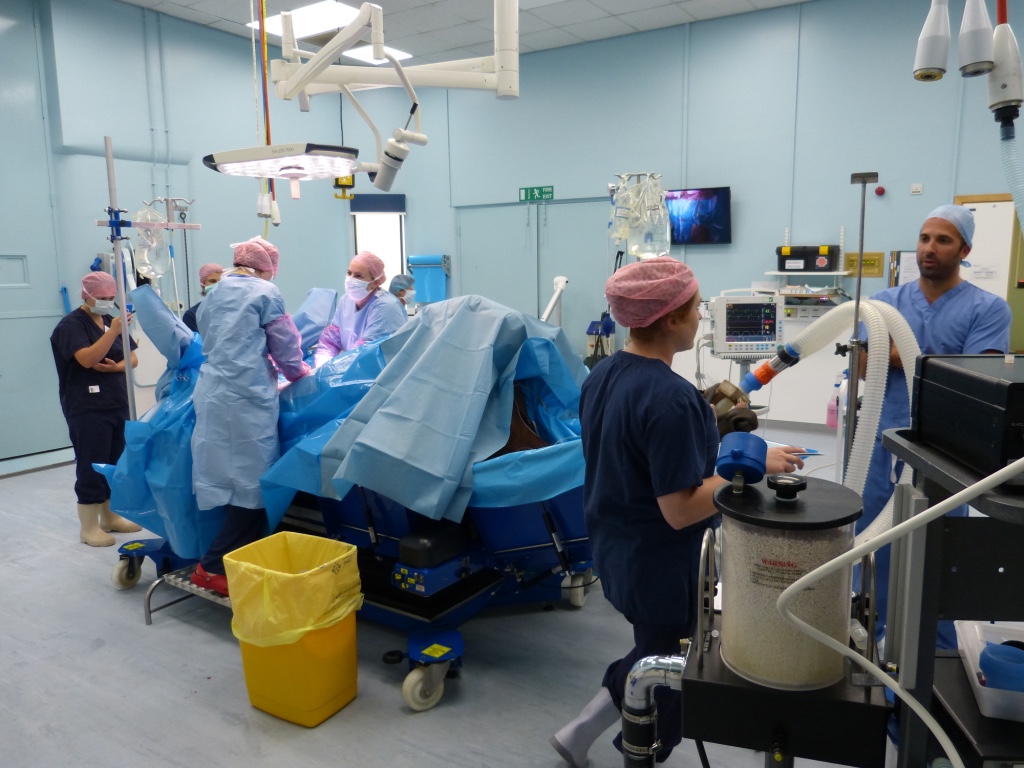 a team of surgeons operating on a horse